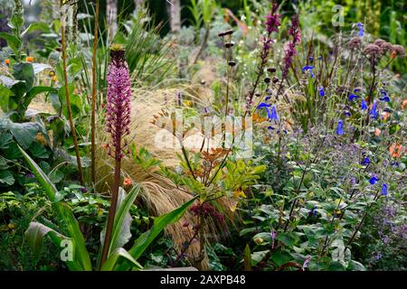 Eucomis comosa Pink Gin,Pineapple giglio,racemes,raceme,rosso-viola,frondosa,bratta,fiore,fiori,fiori,fiori rosa,fioritura,confine misto,pettine per piantare Foto Stock