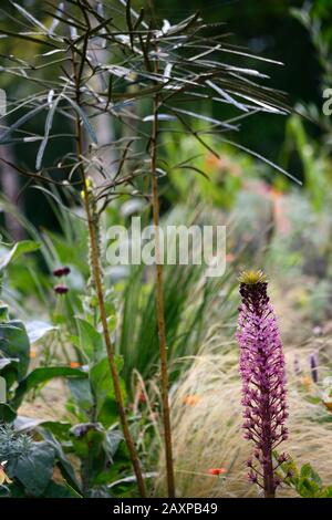 Eucomis comosa Pink Gin,Pineapple giglio,racemes,raceme,rosso-viola,frondosa,bratta,fiore,fiori,fiori,fiori rosa,fioritura,RM Floral Foto Stock