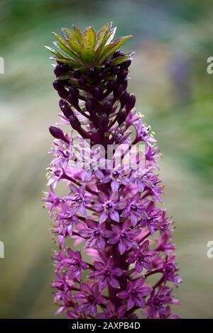 Eucomis comosa Pink Gin,Pineapple giglio,racemes,raceme,rosso-viola,frondosa,bratta,fiore,fiori,fiori,fiori rosa,fioritura,RM Floral Foto Stock