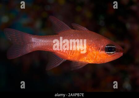 Primo piano subacqueo di pesce cardino mediterraneo (Apogon imberbis) nel Parco Naturale di Ses Salines (Formentera, Isole Baleari, Mar Mediterraneo, Spagna) Foto Stock