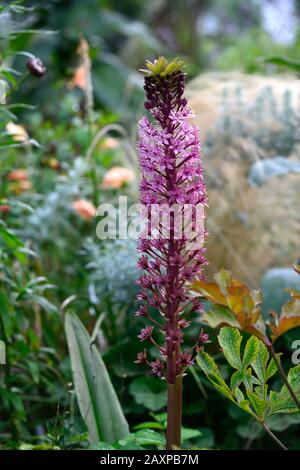 Eucomis comosa Pink Gin,Pineapple giglio,racemes,raceme,rosso-viola,frondosa,bratta,fiore,fiori,fiori,fiori rosa,fioritura,RM Floral Foto Stock