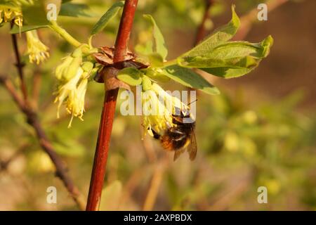 Un momento estremamente importante, impollinazione di fiori da insetti, soprattutto bumblebee. Il miele (Lonicera caerulea)-durante la fioritura. Foto Stock