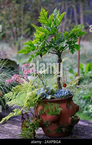 Succulente,succulente,fern,fogliame,foglie,vaso in terracotta,contenitore,esposizione,giardinaggio container,piante da gara,inusuale,funky,esotico,RM Floral Foto Stock