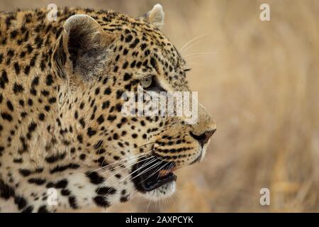 leopardo africano (Panthera pardus pardus) primo piano Foto Stock
