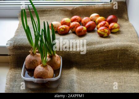 Uova di pollo colorate con metodo naturale vecchio stile da buccia di cipolla. Le uova marroni con i modelli naturali differenti giacciono sul burlap vicino al verde germogliato Foto Stock