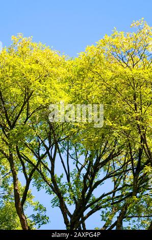 Rami di albero con fogliame di primavera brillante fotografato contro il cielo blu. Foglie verdi e gialle, sole splendente sull'albero. Concetto di molla. Foto Stock