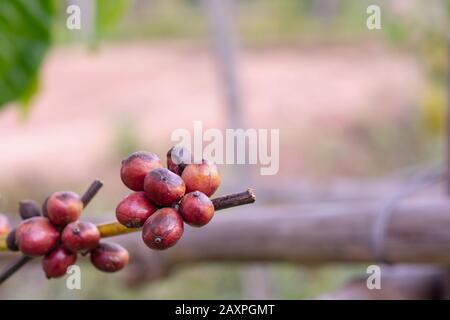 Maturazione dei chicchi di caffè, chicchi di caffè freschi sull'albero del caffè Foto Stock