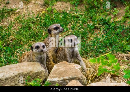 Carino gruppo di meerkats seduti insieme, specie di animali tropicali dall'Africa Foto Stock