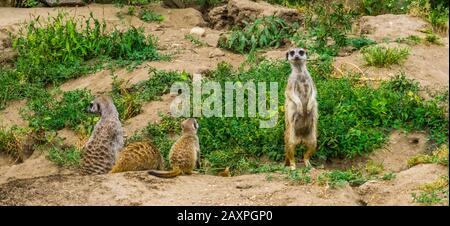 Carino meerkat in piedi nel campo, specie di oca tropicale dall'Africa Foto Stock