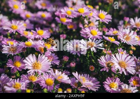 Piccola ape su un fiore viola Foto Stock