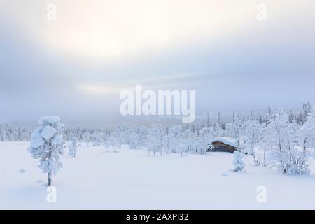 Finlandia, Lappland, inverno, paesaggio invernale con capanna Foto Stock