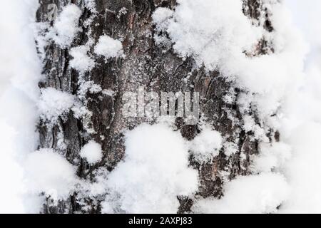 Finlandia, Lapponia, inverno, corteccia, neve, dettaglio Foto Stock