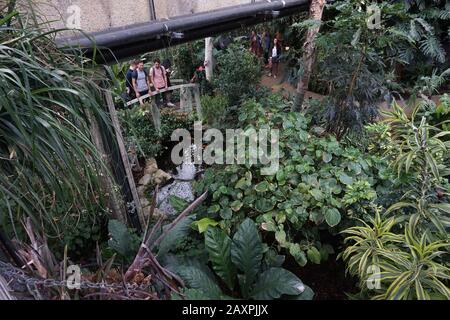 Piante tropicali nel Conservatorio Barbican, Londra Foto Stock