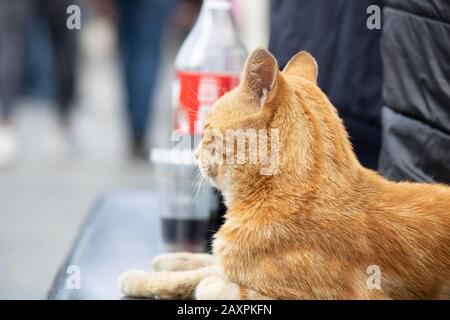 Il gatto giallo poggia su marmo di granito e guarda intorno. Foto Stock