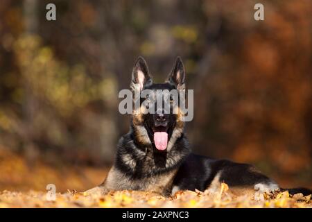 attento ritratto tedesco del cane shepard con sfondo autunno colorato in formazione Foto Stock