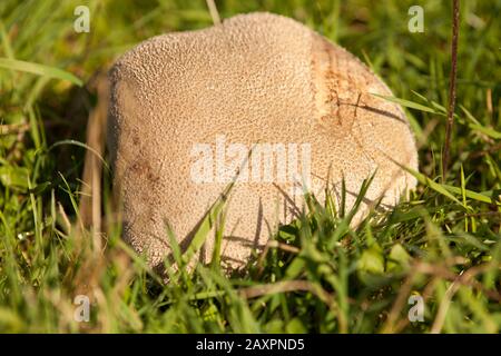 enorme fungo bovist nel prato Foto Stock