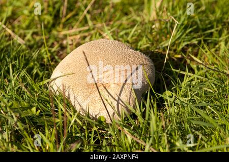 enorme fungo bovist nel prato Foto Stock