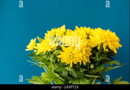 Bouquet di crisantemi gialli su sfondo blu classico. Fiori gialli su blu classico. Un piatto di crisantemi gialli su un classico blu Foto Stock