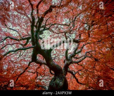 Acero Giapponese Di Fine Autunno, Foglia Di Merletto, Acer Palmatum, Fern Canyon Garden, Mill Valley Foto Stock