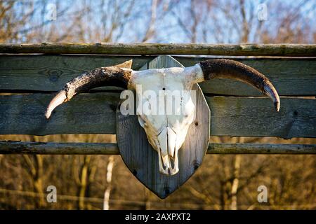 Trofeo bianco sbiancato del cranio del bestiame con corna montate sulla parete di un vecchio fienile in legno stagionato in primo piano all'aperto sotto il sole Foto Stock