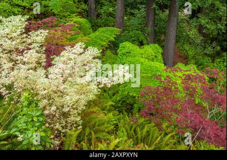 Japanese Maple Garden, Fern Canyon, Mill Valley, California Foto Stock