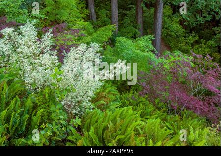 Japanese Maple Garden, Fern Canyon, Mill Valley, California Foto Stock