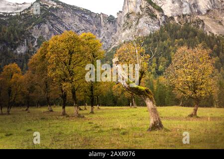 Maple Trees in Ahornboden, Tirol Foto Stock