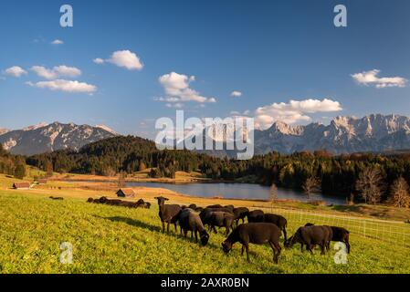 Pecore sul Geroldsee autunnale con vista sul Karwendel Foto Stock
