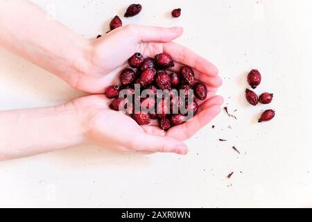 Rose rosse secche anche (bacche, frutta) in mano su sfondo bianco Foto Stock