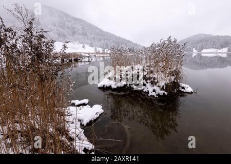 Isola di Reed su wintry Geroldsee, chiamato anche Wagenbrüchsee Foto Stock