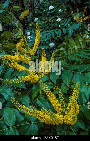 Uva Oregon, Mahonia Aquifolium, Berberidaceae, Cypress Garden, Mill Valley, California Foto Stock