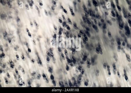Tadpoli nuotare in sciame in un lago poco profondo, colpo astratto Foto Stock