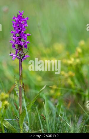 L'orchidea militare (Orchis militaris) è una specie di orchidee autoctone, che si trova nel Karwendel Foto Stock