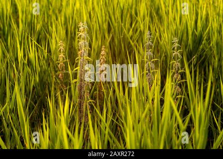 Fiori di ortica tra canne e erba nella retroilluminazione del mattino Foto Stock