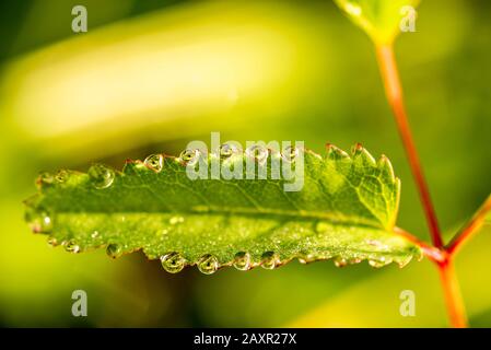 Gocce di rugiada allineate su una foglia dentata Foto Stock