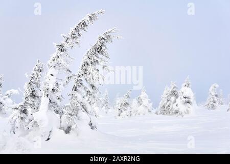 paesaggio, sfondo - montagne innevate conifere su uno sfondo di luminoso cielo invernale Foto Stock