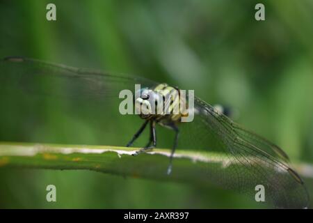 Una libellula verde nera in natura Foto Stock