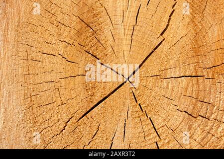 Germania, Baden-Wuerttemberg, Welzheim, legno, segato interfaccia, tronco di legno Foto Stock