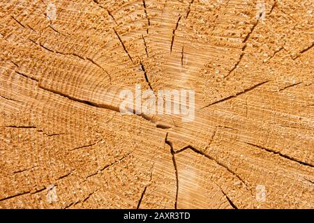 Germania, Baden-Wuerttemberg, Welzheim, legno, segato interfaccia, tronco di legno Foto Stock