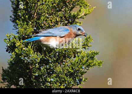 Bluebird orientale durante la migrazione autunnale Foto Stock