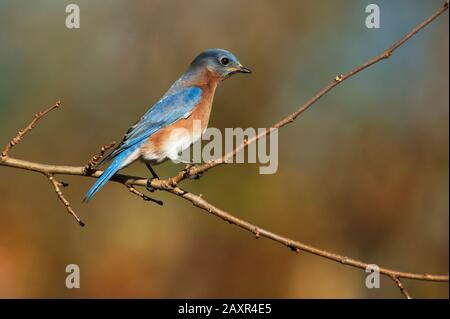 Bluebird orientale durante la migrazione autunnale Foto Stock