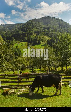 Carpathian Cow sta pascolando nella valle Foto Stock