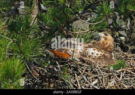 nesting di falchi dalla coda rossa Foto Stock
