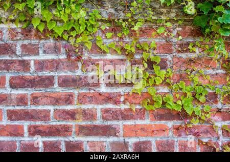 Edera che cresce su un muro di mattoni Foto Stock