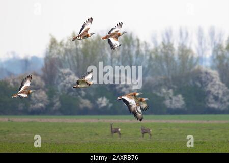 Grande Bustard, Otis Guarda, gruppo, in volo, in volo Foto Stock