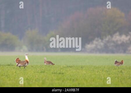 Grande Bustard, Otis tarda Foto Stock