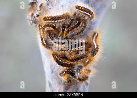 Caterpiloni marroni, Euproctis crisorrea, filata Foto Stock