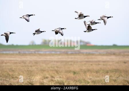 Oca di Barnacle, oca di Barnacle, leucopsis di Branta, gruppo, mosca, in volo Foto Stock