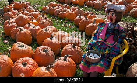 Zucche pronte per la vendita in fattoria con bambola Foto Stock