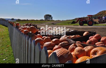 Zucche pronte per la vendita con un casale rosso come sfondo Foto Stock